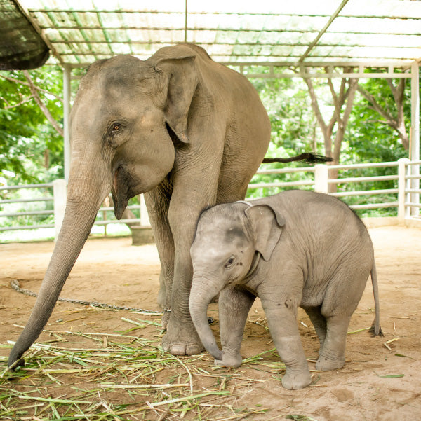 DIY Artbox — Elephant Parade