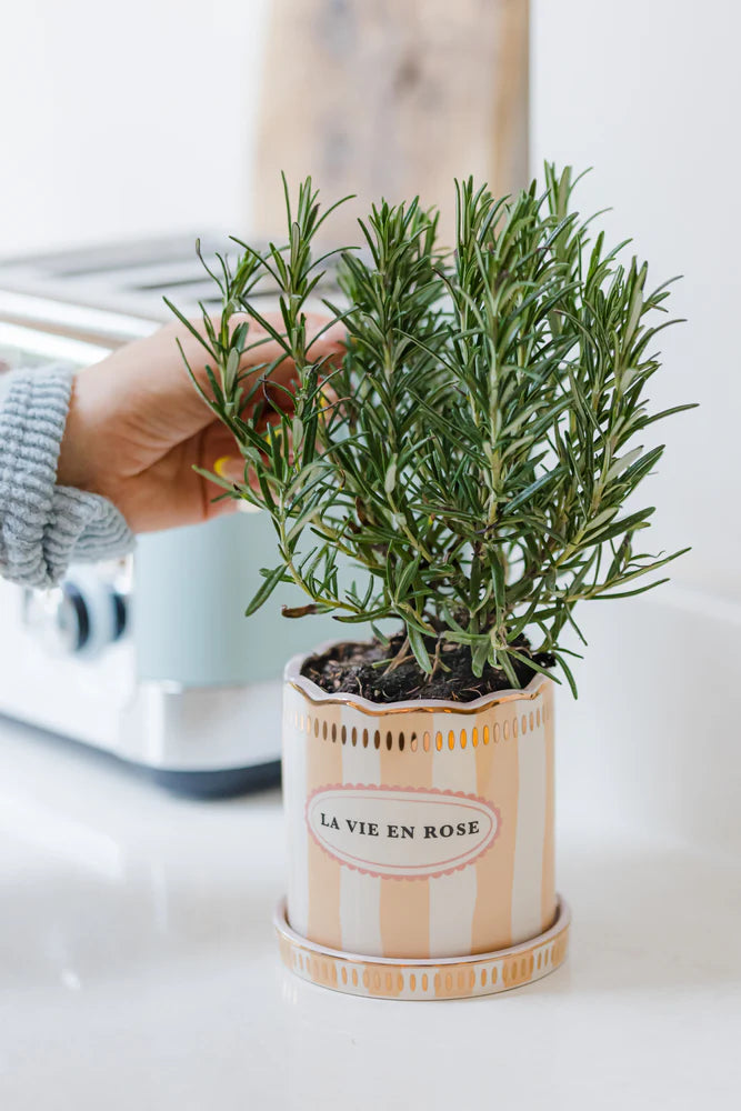 Stripe Planter with Saucer